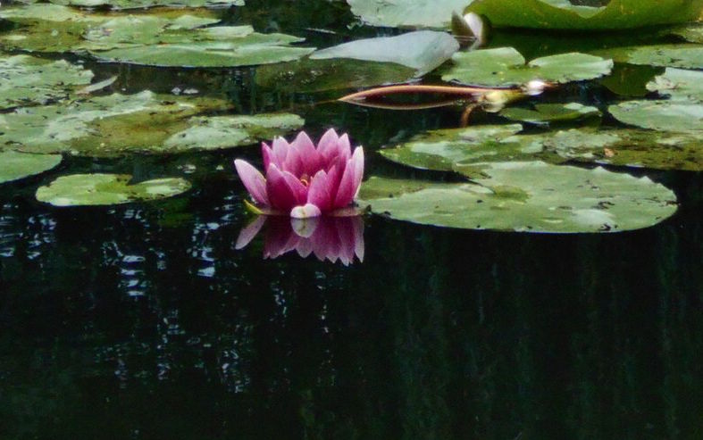A water lily from Claude Monet's garden